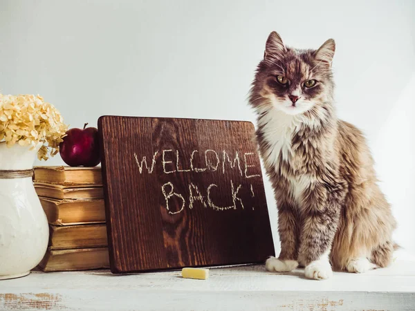 Charming, grey, fluffy kitten, vintage books, pencils, red apple and brown blackboard with a handwritten inscription on a white, wooden table. Close-up, isolated. Welcome to school