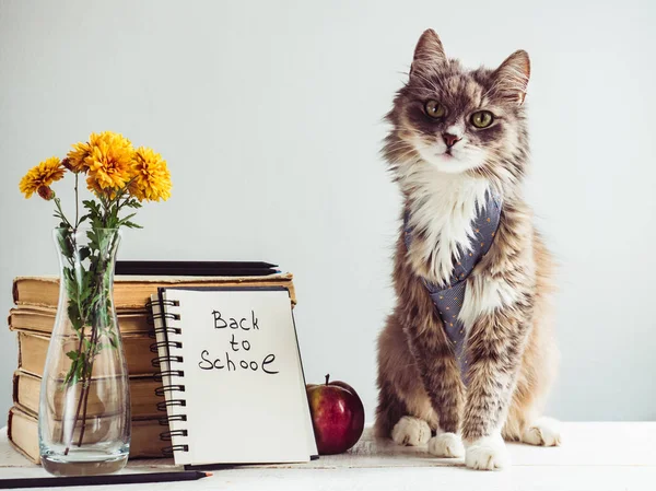 Charming, grey, fluffy kitten, bouquet of blooming flowers, vintage books, pencils, red apple and a notepad with a handwritten inscription on a white, wooden table. Welcome to school