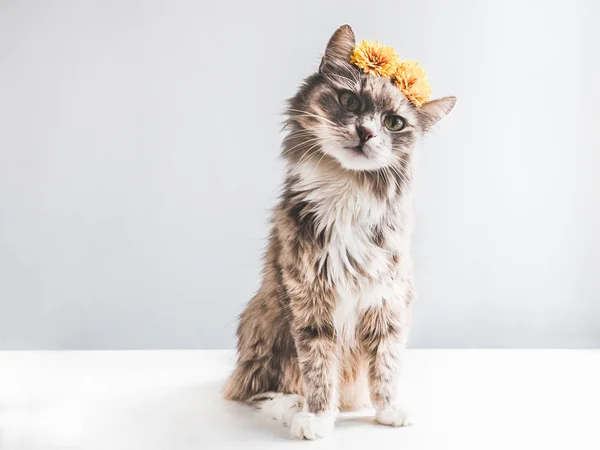 Charmantes, flauschiges Kätzchen mit gelben Blüten — Stockfoto