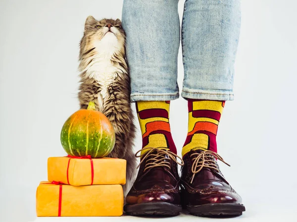 Men's legs, funny socks, gray, fluffy kitten and ripe pumpkin. White background, isolated, close-up. Preparing for the holidays
