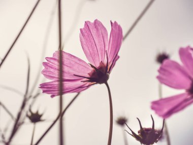 Mavi, bahar gökyüzü arka plan üzerinde güzel, kır çiçekleri