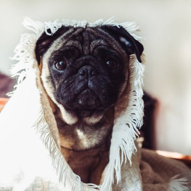 Güneş ışığı arka plan üzerine bir battaniye üzerinde şirin, tatlı köpek yavrusu.