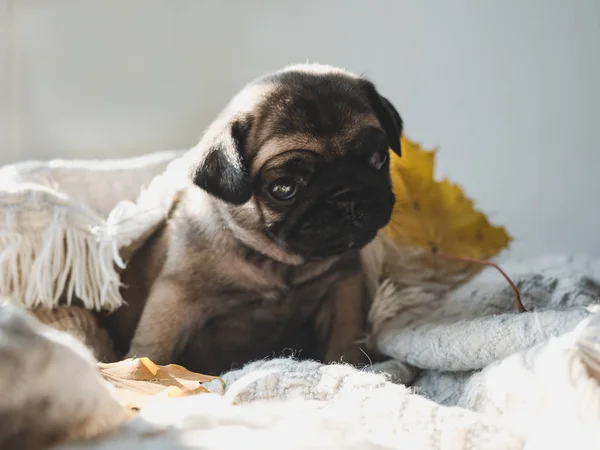 Милый, милый щенок лежит на одеяле — стоковое фото
