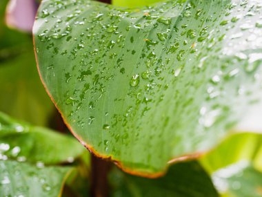 Yeşil çiy damlaları şafak güneşin arka planı bırakır. Yakın çekim