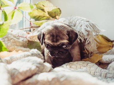 Yalan bir battaniye ve sarı sevimli, tatlı köpek yavrusu beyaz bir arka plan üzerinde bırakır. Evde beslenen hayvan kaygı kavramı