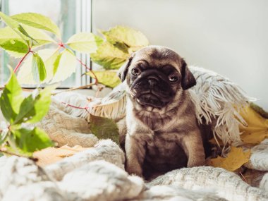 Yalan bir battaniye ve sarı sevimli, tatlı köpek yavrusu beyaz bir arka plan üzerinde bırakır. Evde beslenen hayvan kaygı kavramı