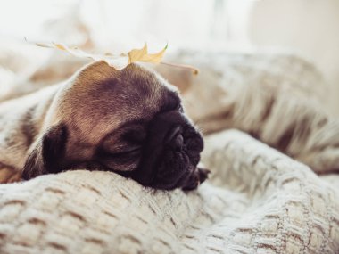 Yalan bir battaniye ve sarı sevimli, tatlı köpek yavrusu beyaz bir arka plan üzerinde bırakır. Evde beslenen hayvan kaygı kavramı