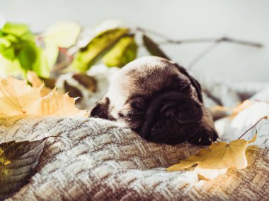 Bir battaniye var yalan şirin, tatlı köpek yavrusu