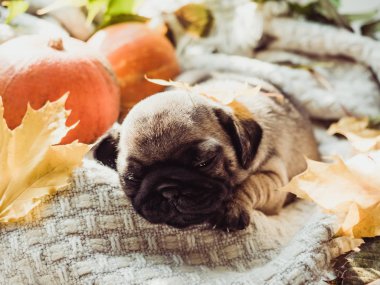 Şirin, tatlı köpek yavrusu, bir battaniye uyku