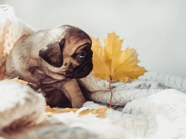 Yalan bir battaniye ve sarı sevimli, tatlı köpek yavrusu beyaz bir arka plan üzerinde bırakır. Evde beslenen hayvan kaygı kavramı