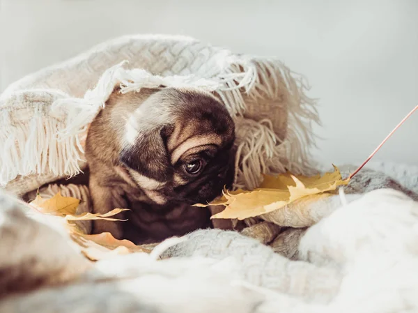 Bonito Cachorrinho Doce Deitado Cobertor Folhas Amarelas Fundo Branco Conceito — Fotografia de Stock