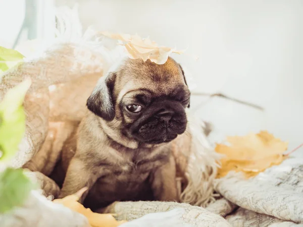 Yalan bir battaniye ve sarı sevimli, tatlı köpek yavrusu beyaz bir arka plan üzerinde bırakır. Evde beslenen hayvan kaygı kavramı