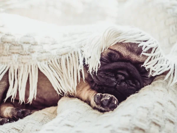 Beyaz bir battaniye cama oturan sevimli, tatlı köpek yavrusu. Evde beslenen hayvan kaygı kavramı