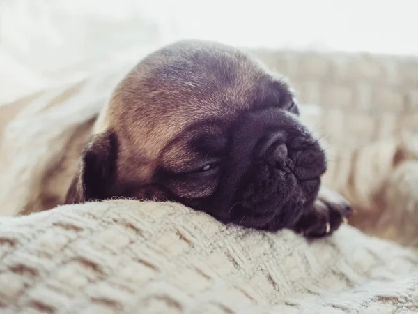 Lindo Dulce Cachorro Sentado Una Manta Blanca Contra Ventana Concepto —  Fotos de Stock