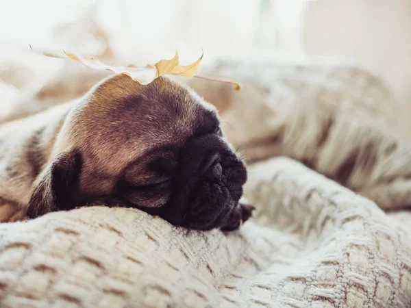 Yalan bir battaniye ve sarı sevimli, tatlı köpek yavrusu beyaz bir arka plan üzerinde bırakır. Evde beslenen hayvan kaygı kavramı