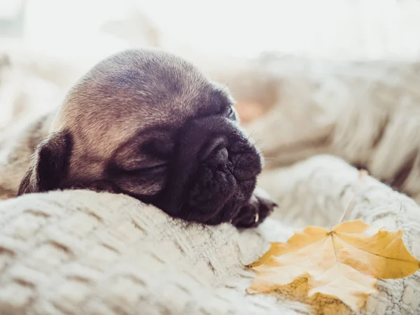 Bir battaniye var yalan şirin, tatlı köpek yavrusu