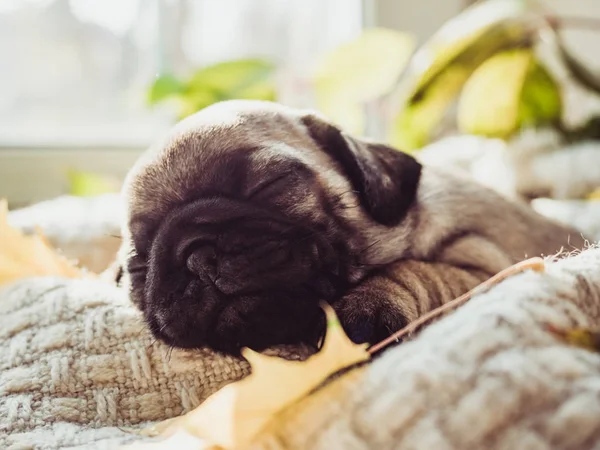 Милый, милый щенок лежит на одеяле — стоковое фото