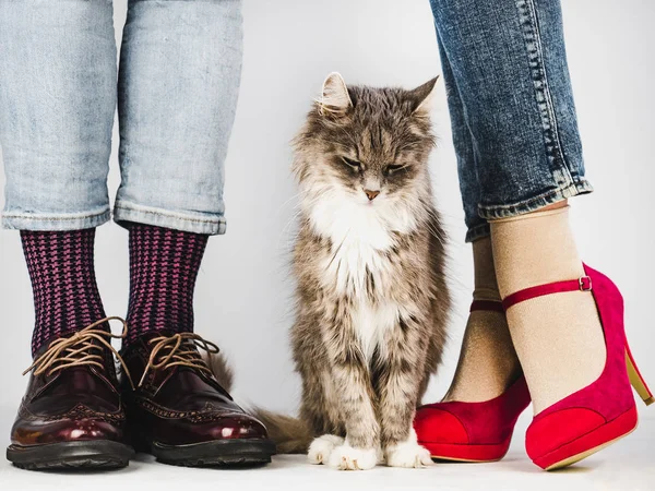 Cute, charming kitten and Legs of a young couple