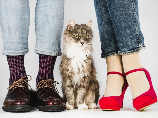 Cute, charming kitten and Legs of a young couple