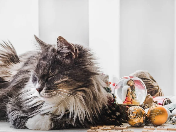 Charmante Flauschige Kätzchen Und Weihnachtsdekorationen Auf Weißem Isoliertem Hintergrund Pflegekonzept — Stockfoto