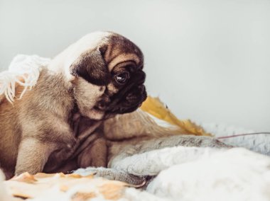 Yalan bir battaniye ve sarı sevimli, tatlı köpek yavrusu beyaz bir arka plan üzerinde bırakır. Evde beslenen hayvan kaygı kavramı