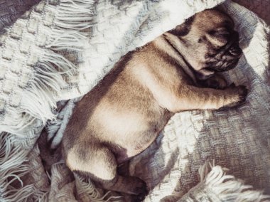 Beyaz bir battaniye cama oturan sevimli, tatlı köpek yavrusu. Evde beslenen hayvan kaygı kavramı