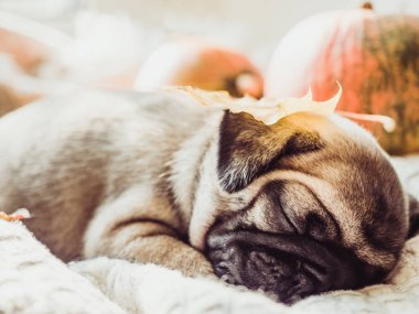 Şirin, tatlı köpek, battaniye, sarı kabak ve yapraklarda beyaz bir arka plan üzerinde uyuyor. Evde beslenen hayvan kaygı kavramı