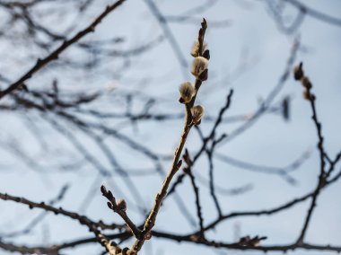 Arka planda tomurcukları ile söğüt dallarında Bahar güneşi
