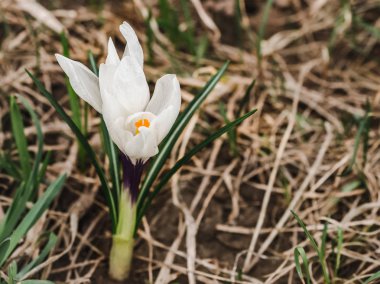 Erken, bitkisi çiçeği geçen yılki çim üzerinde arka plan bahar