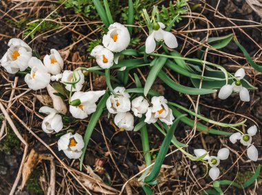 Geçen yılki çim zemin üzerine erken, parlak, bahar crocus ve scilla çiçekleri