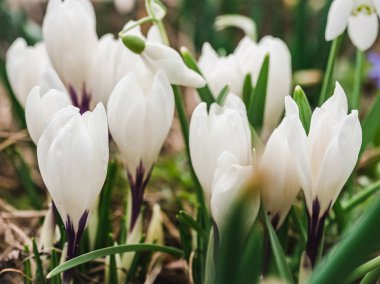 Geçen yılki çim zemin üzerine erken, parlak, bahar crocus ve scilla çiçekleri