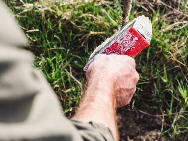 Ağaçların tomurcukları bahar güneş ışınlarının arka plan üzerinde. Bahçe ve ağaç koruma kavramı