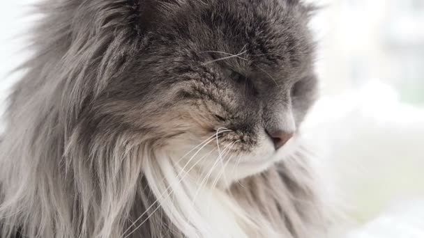 Lindo Encantador Gatito Acostado Cuadros Blancos Cerca Ventana Fondo Los — Vídeos de Stock