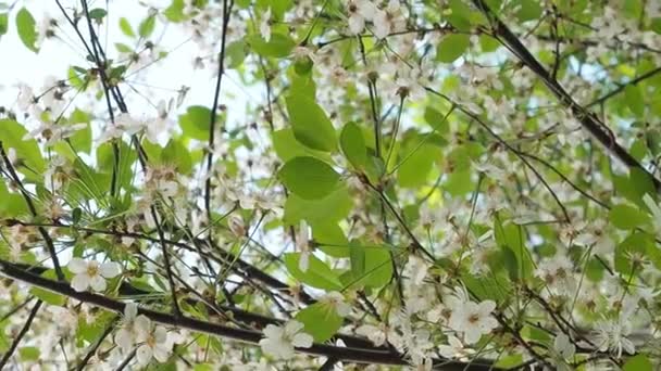 Hermoso Cerezo Flor Cálido Sol Primavera Fondo Flores Día Soleado — Vídeo de stock