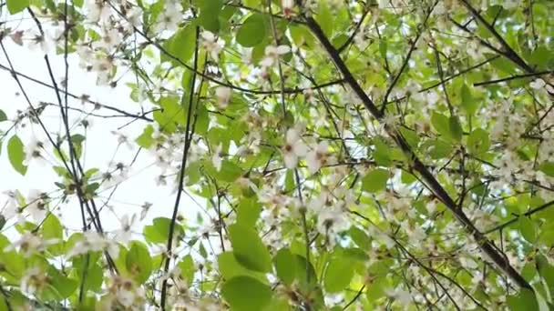 Piękny Kwitnący Wiśniowe Drzewo Ciepły Wiosenny Słońca Tło Kwiat Słoneczny — Wideo stockowe
