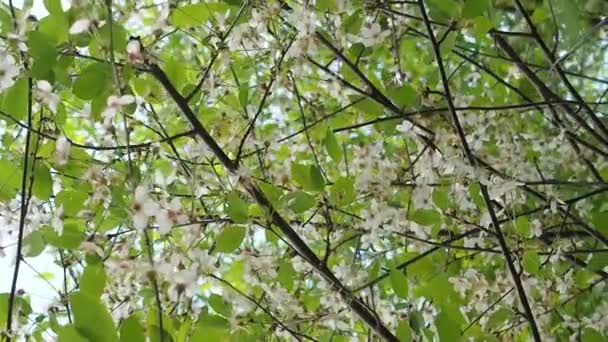 Mooie Bloeiende Kersenboom Warme Lente Zon Bloesem Achtergrond Zonnige Dag — Stockvideo