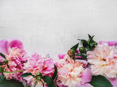Peonies, alan beyaz bir arka plan üzerinde yazıtlar için