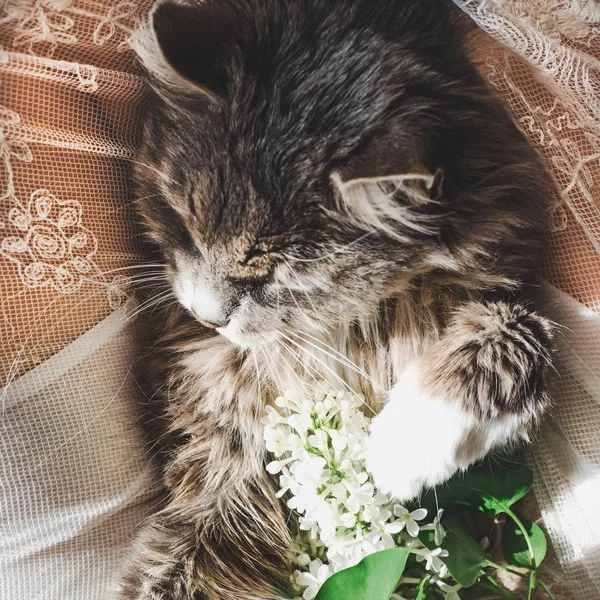 Doce Gatinho Adorável Belo Raminho Lilás Pernas Femininas Vestido Renda — Fotografia de Stock