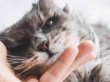 El ve şirin, sevimli kedi, bahar güneş ışınlarının arka camda yakınındaki beyaz ekose yatan. Evde beslenen hayvan kaygı kavramı