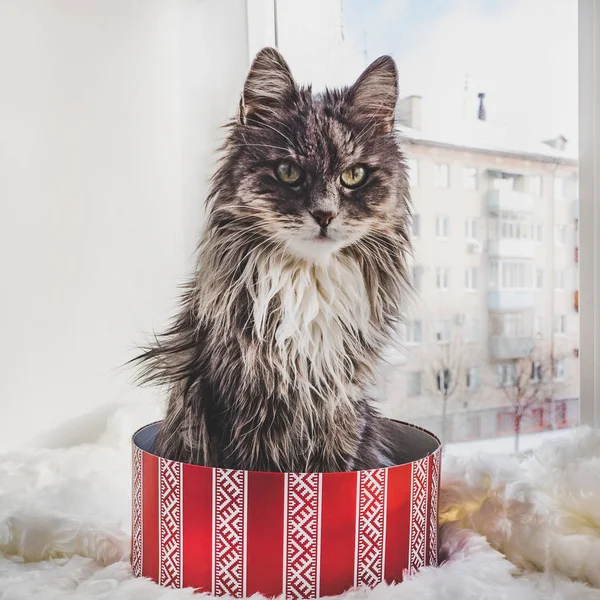 Charmante Flauschige Kätzchen Die Auf Der Fensterbank Liegen Und Schachteln — Stockfoto
