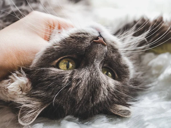 Female Hand Cute Charming Kitten Lying White Plaid Window Background — Stock Photo, Image