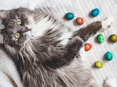 Sevimli yavru kedi ve Paskalya yumurta beyaz bir arka plan üzerinde parlak renklerde boyanmış. Üstten Görünüm, yakın çekim. Mutlu paskalyalar. Tatil hazırlanma