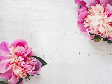 Peonies, alan beyaz bir arka plan üzerinde yazıtlar için