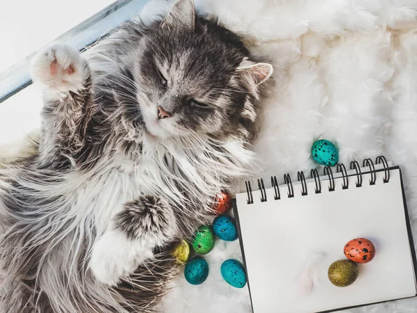 Sevimli kedi yavrusu, sketchbook ile boş bir sayfa ve Paskalya yumurtaları — Stok fotoğraf