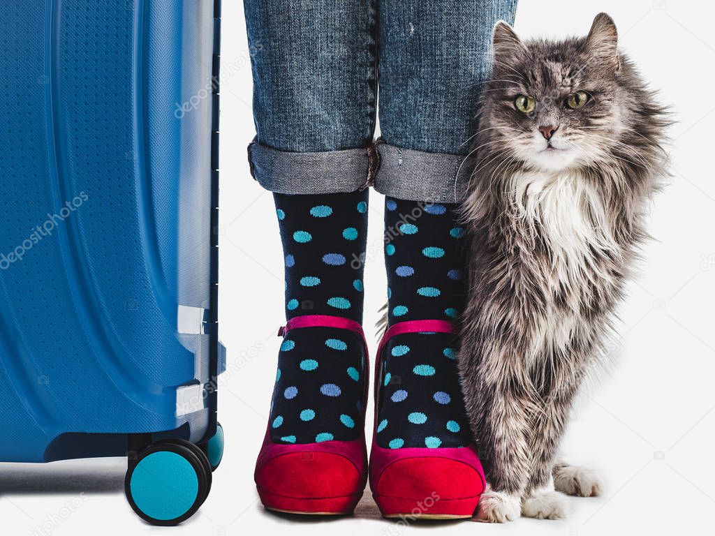 Stylish suitcase, women's legs and gentle kitten