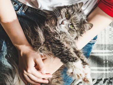 Sevimli, tatlı kedi, onun Mistresss Lap yatıyor
