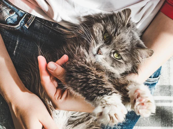 可爱，可爱的小猫，躺在女性的手 — 图库照片