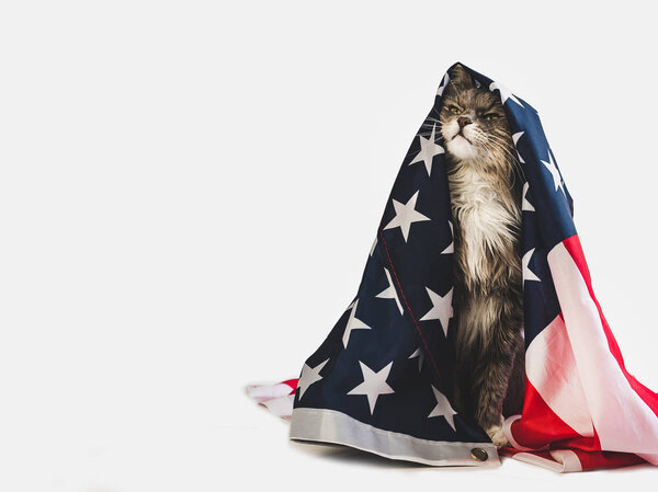 Cute kitten and American Flag. Studio photo shoot