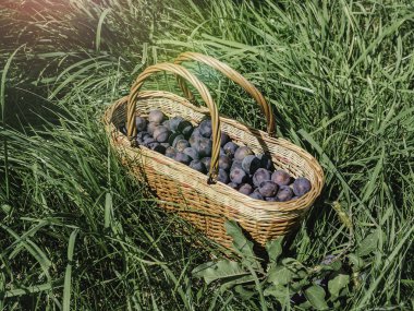 Olgun erikli hasır sepet. Yakın plan, kenar görünüm