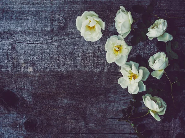 Gyönyörű csipkebogyó ág fehér virágokkal — Stock Fotó